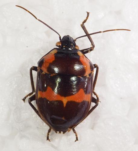Réf. 287 969 : Augocoris gomesii